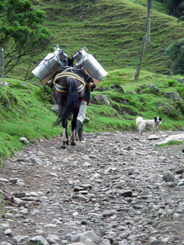 Milk delivery by mule 