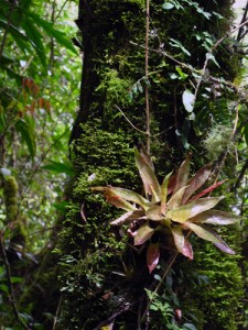 We grow orchids and it was immediately apparent that we were in orchid country. 