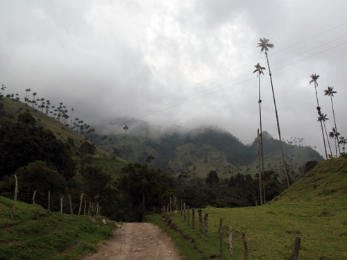 Wax Palms Salento Columbia