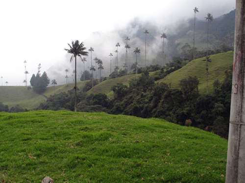 Wax Palms Salento Columbia