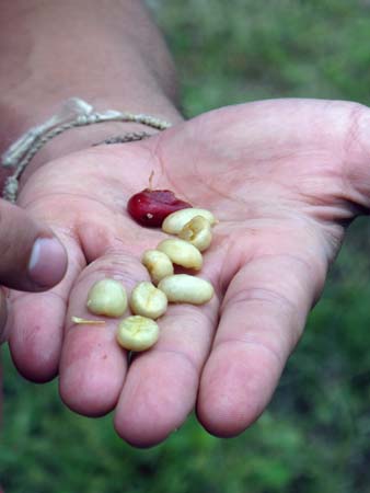 ripe coffee cherries,