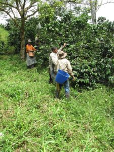 Coffee cultivation is demanding