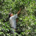 Coffee cultivation is demanding
