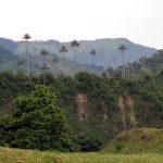 Salento Wax Palms